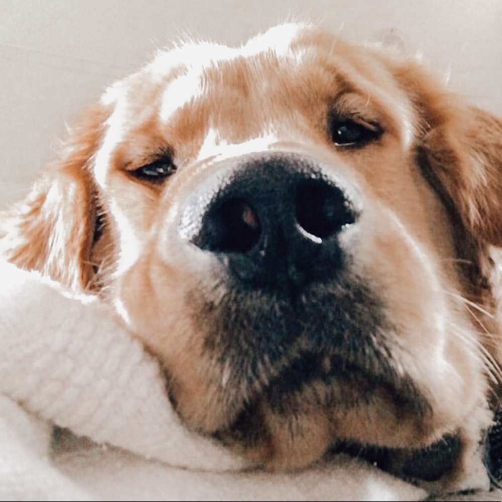 Meet your Posher, Fawn